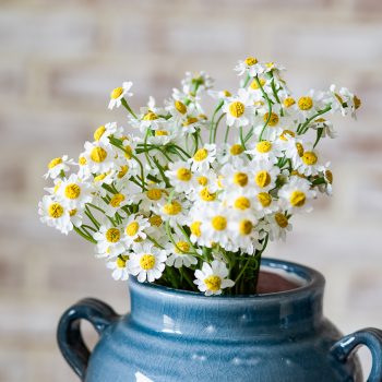 11" MINI WHITE DAISY BUNCH