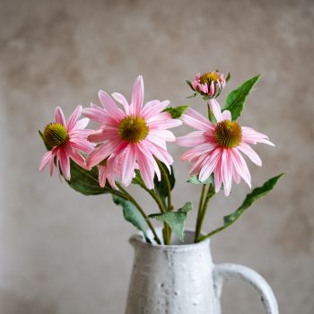 27" PINK ECHINACEA BUNCH